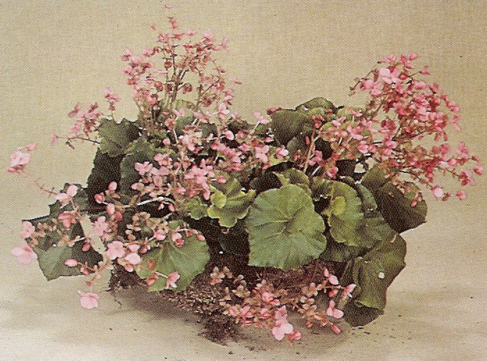 B. ‘Curly Cloud’